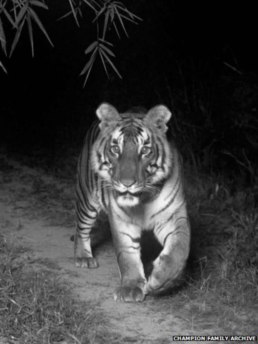FW Champion captured many animals on film. Perhaps one of the photographer's finest works was this tiger photograph, although he himself was critical of the composition.