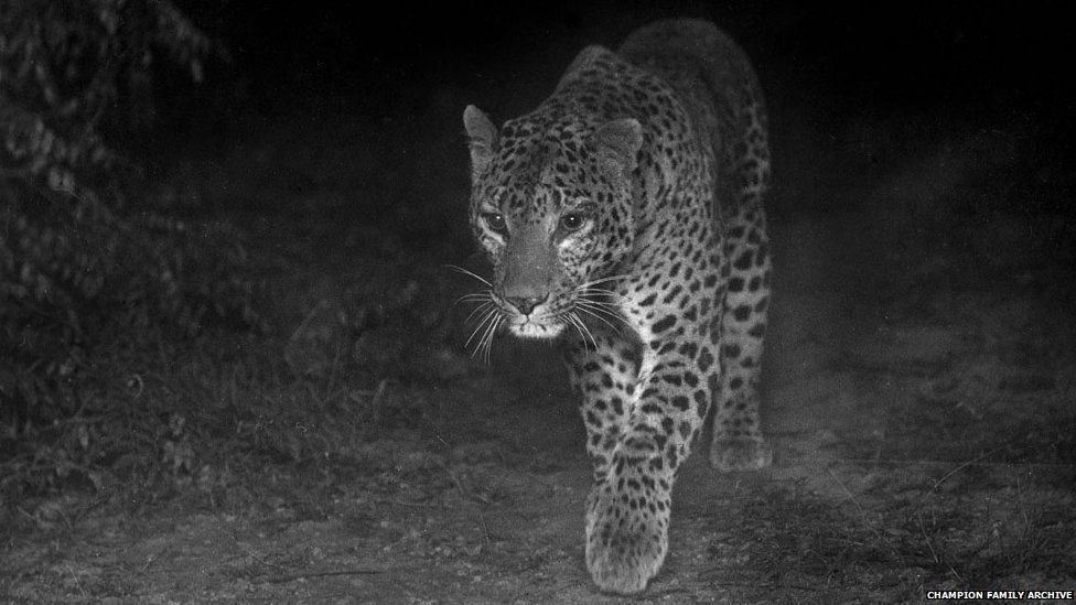As well as photographing tigers, FW Champion photographed many other animals including this beautiful Leopard.