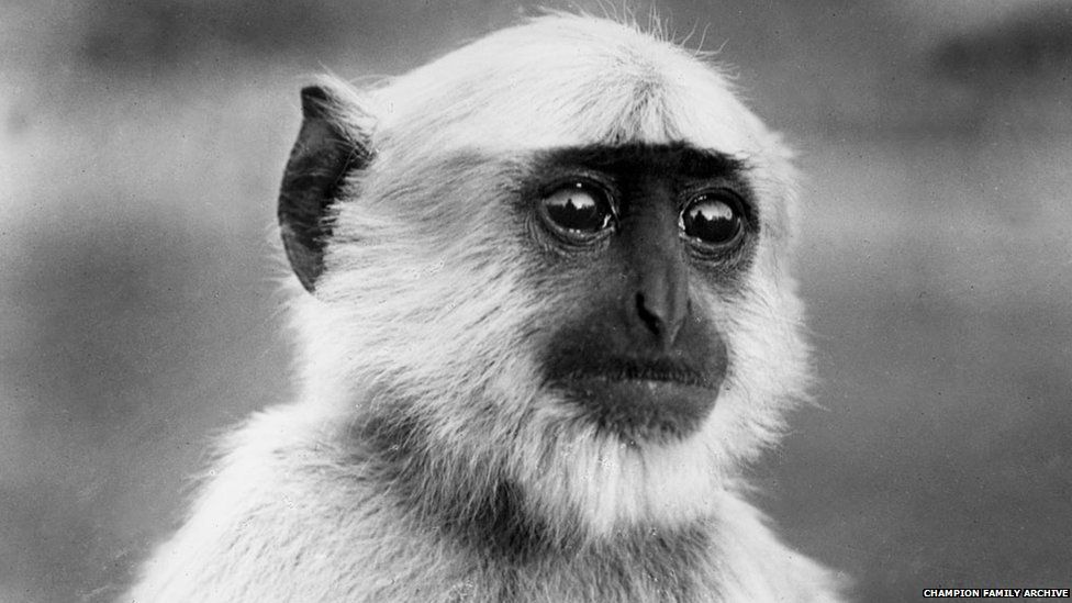 If you look closely at the eyes of this Langur monkey in this photograph, you can see FW Champion’s reflection.